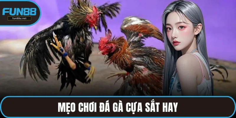 Mẹo chơi đá gà cựa sắt hay