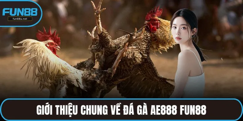 Giới thiệu chung về đá gà AE888 FUN88